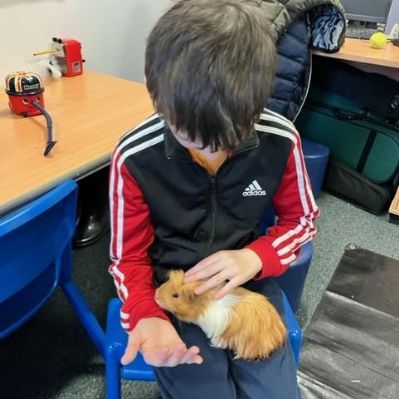 guinea pigs